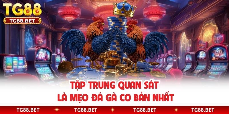 Tập trung quan sát là mẹo đá gà cơ bản nhất 